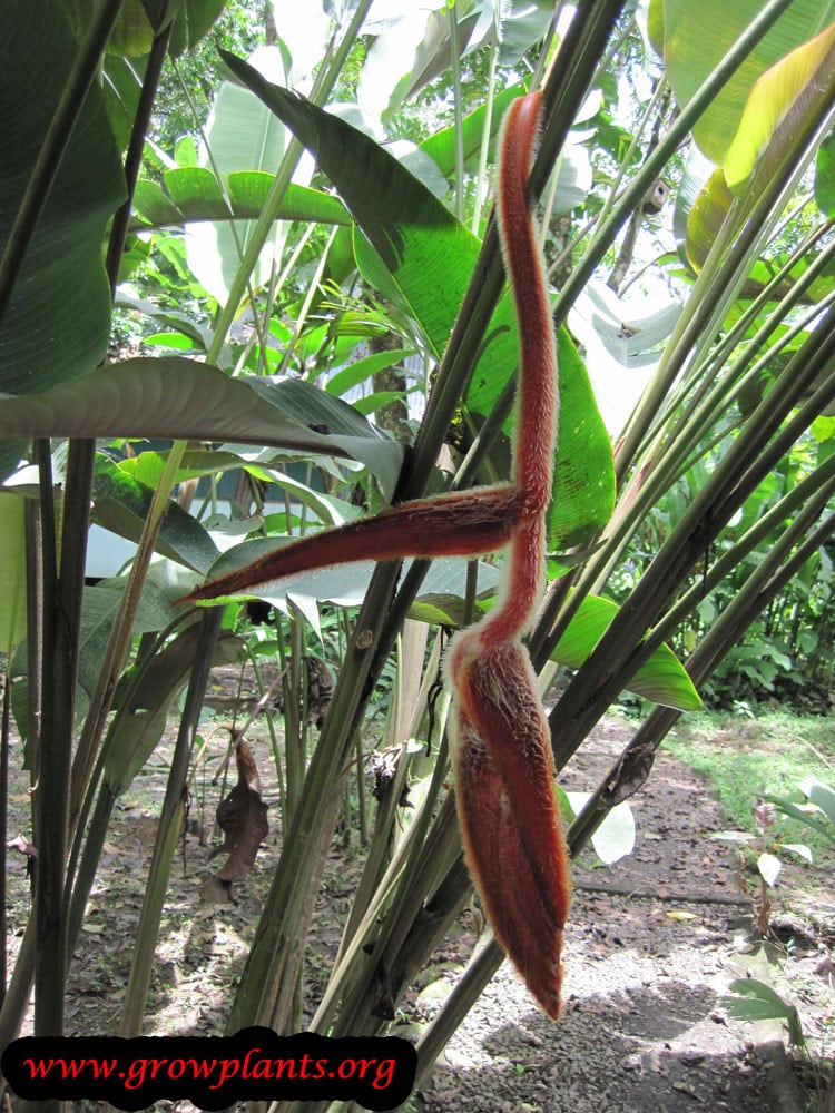 Growing Heliconia vellerigera