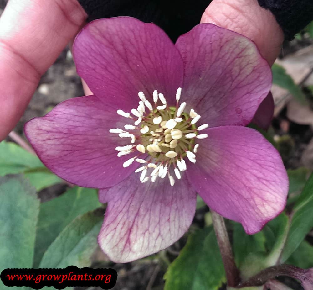 Helleborus dumetorum How to grow & care