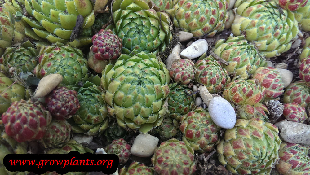 Hen and chicks