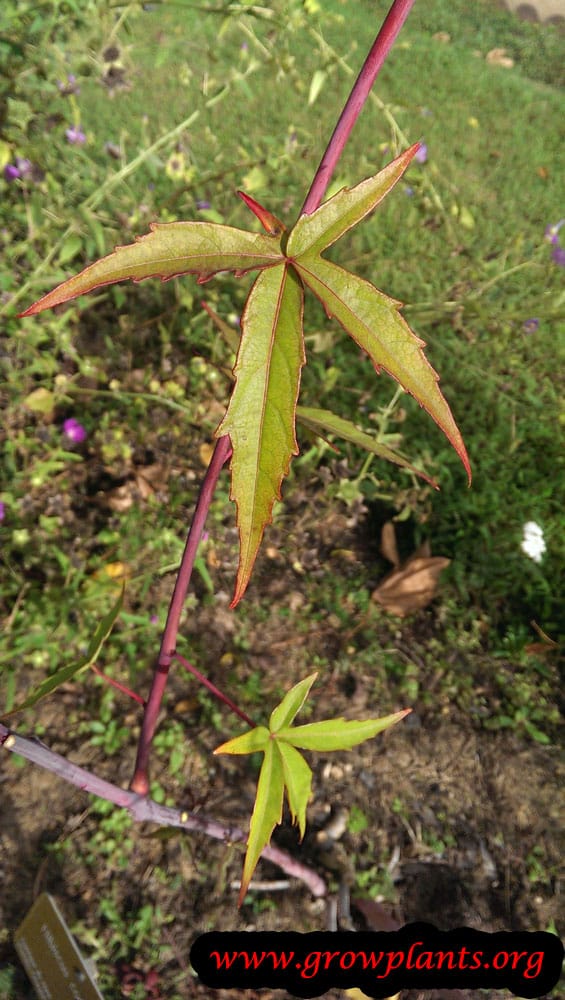 Growing Hibiscus coccineus