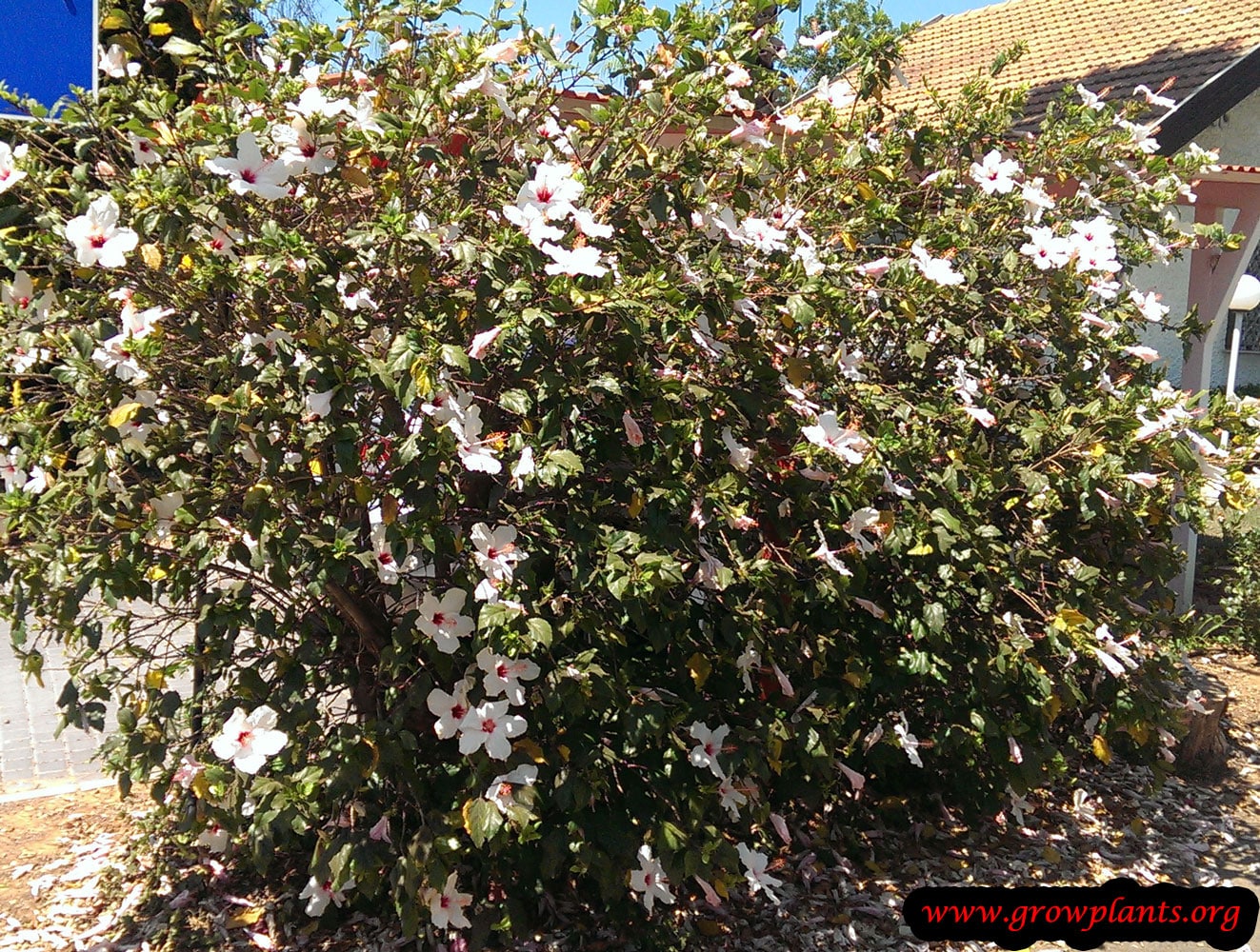 Hibiscus rosa sinensis