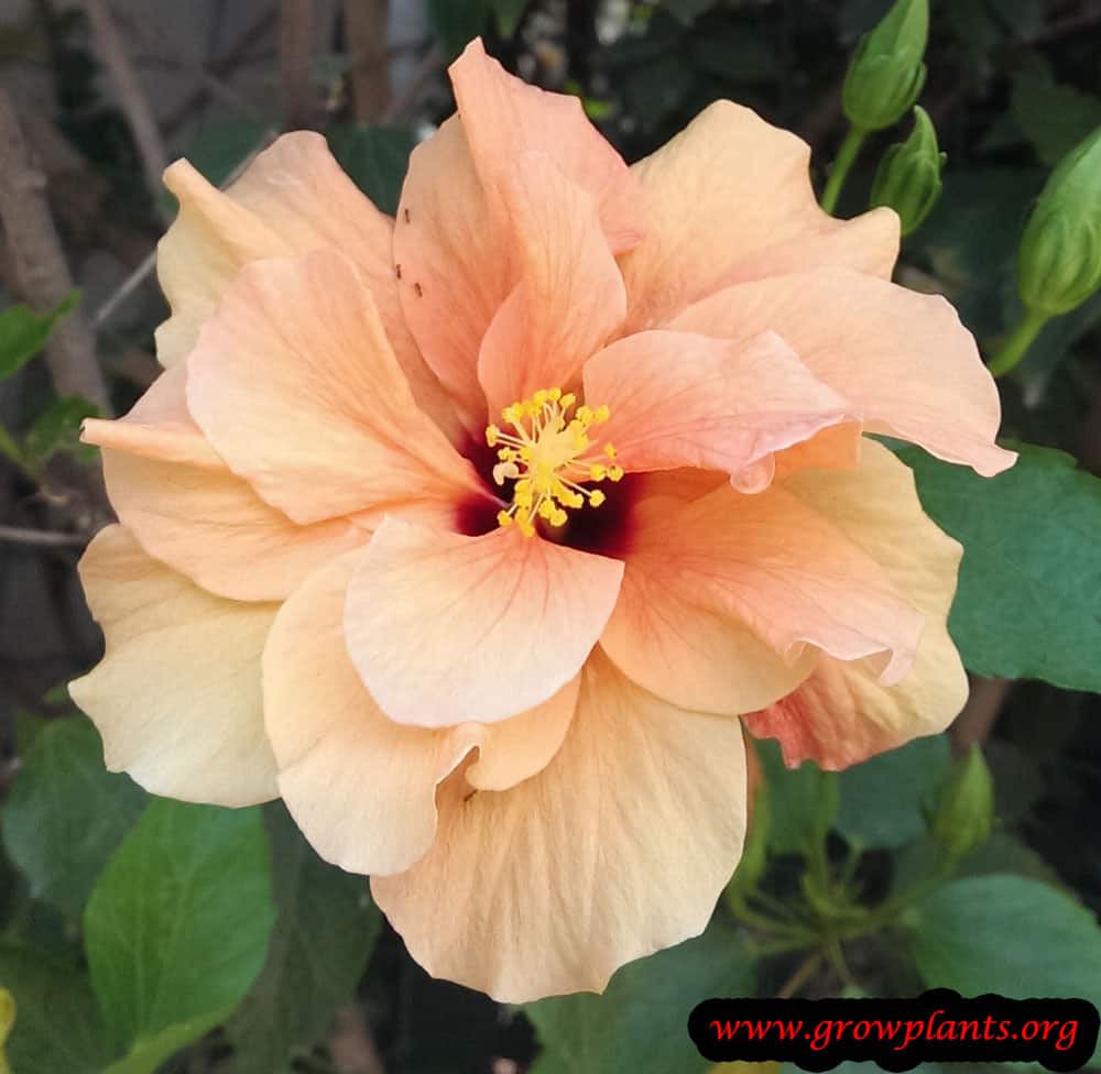 Hibiscus rosa sinensis edible flowers
