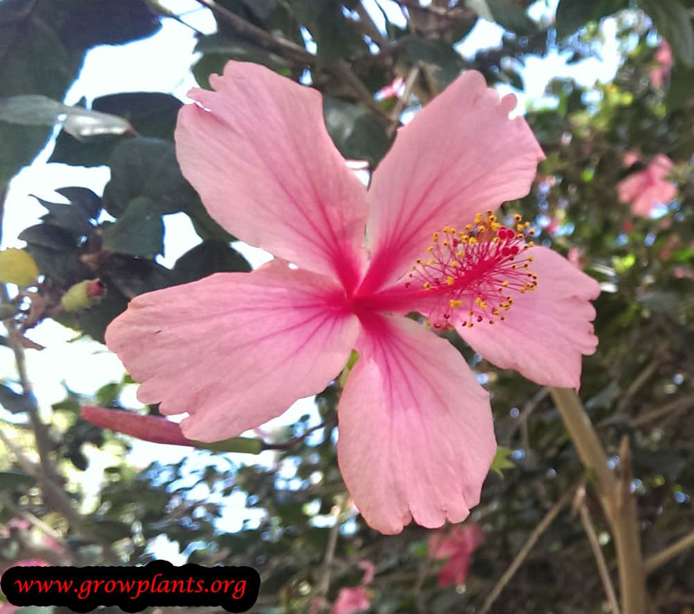 Hibiscus rosa sinensis...