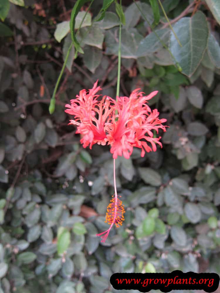 Hibiscus schizopetalus