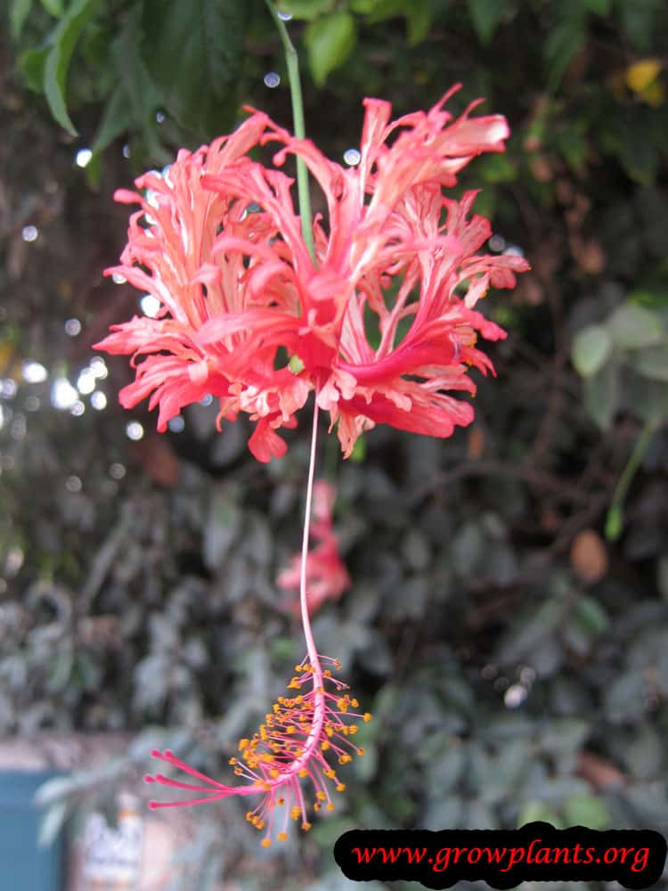 Hibiscus schizopetalus flowers