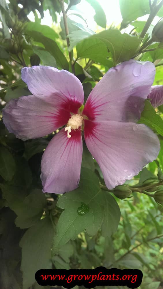Hibiscus syriacus How to grow & care