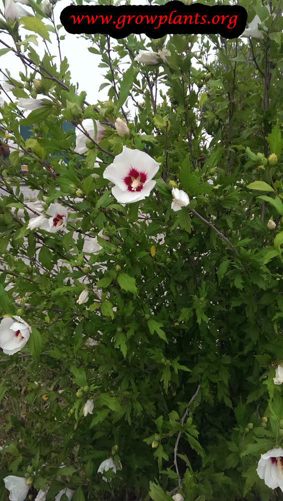 Hibiscus syriacus How to grow & care