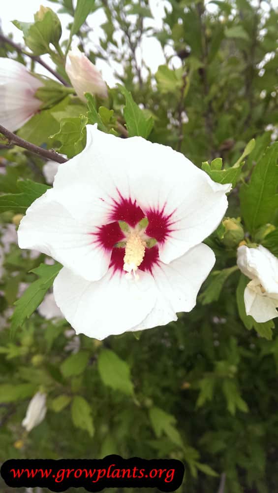 Hibiscus syriacus How to grow & care
