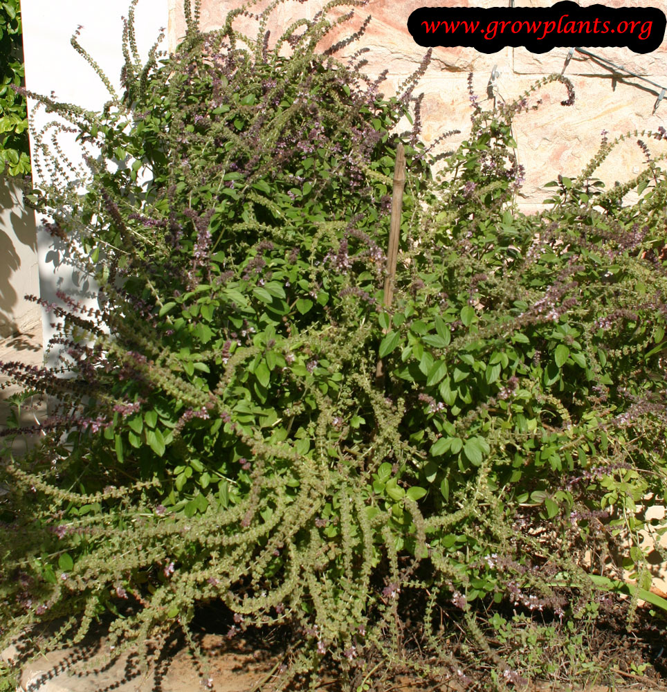 Holy basil How to grow & care