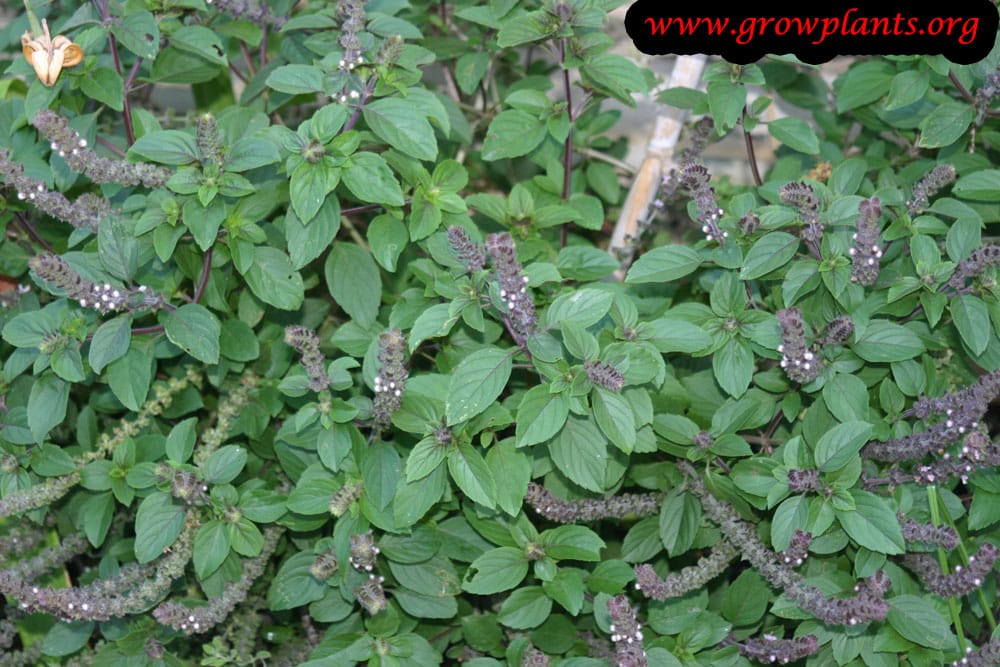Holy basil How to grow & care