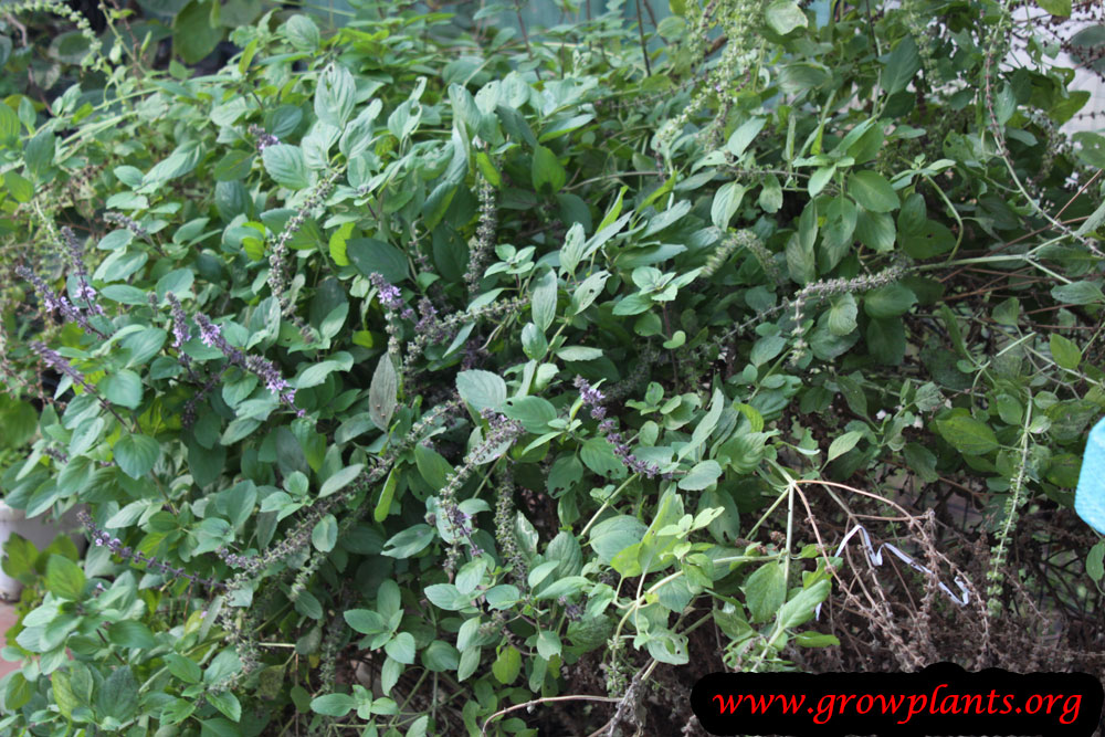 Growing Holy basil