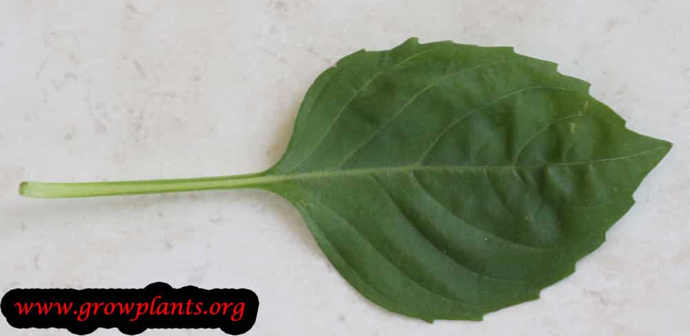Holy basil leaves