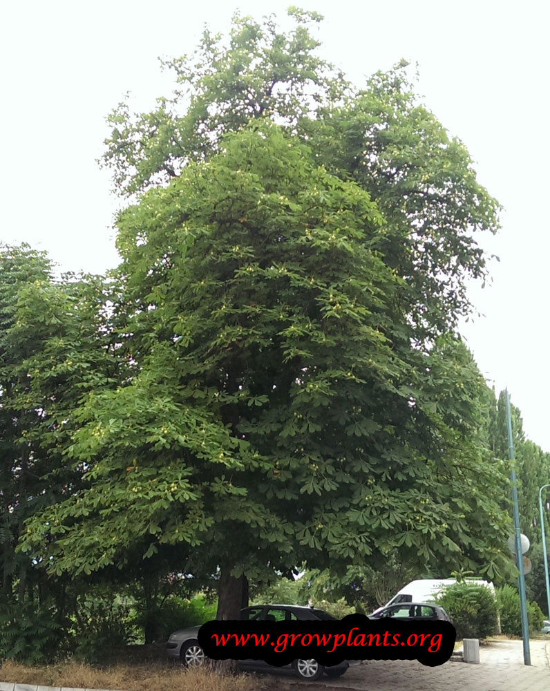 Horse chestnut