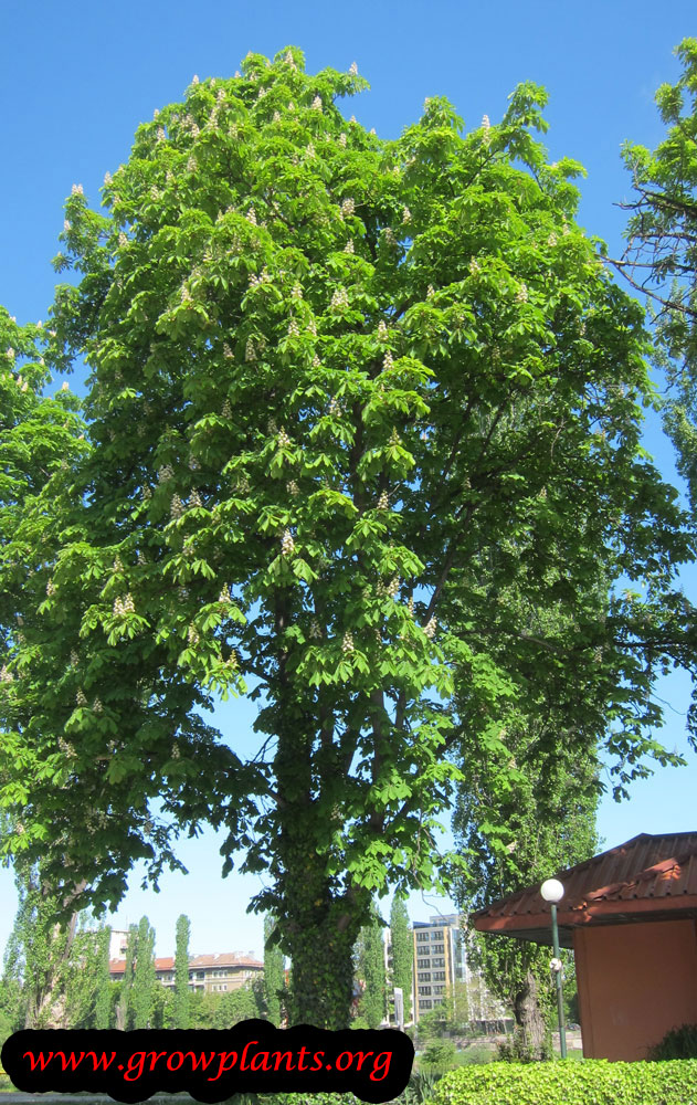 Horse chestnut tree