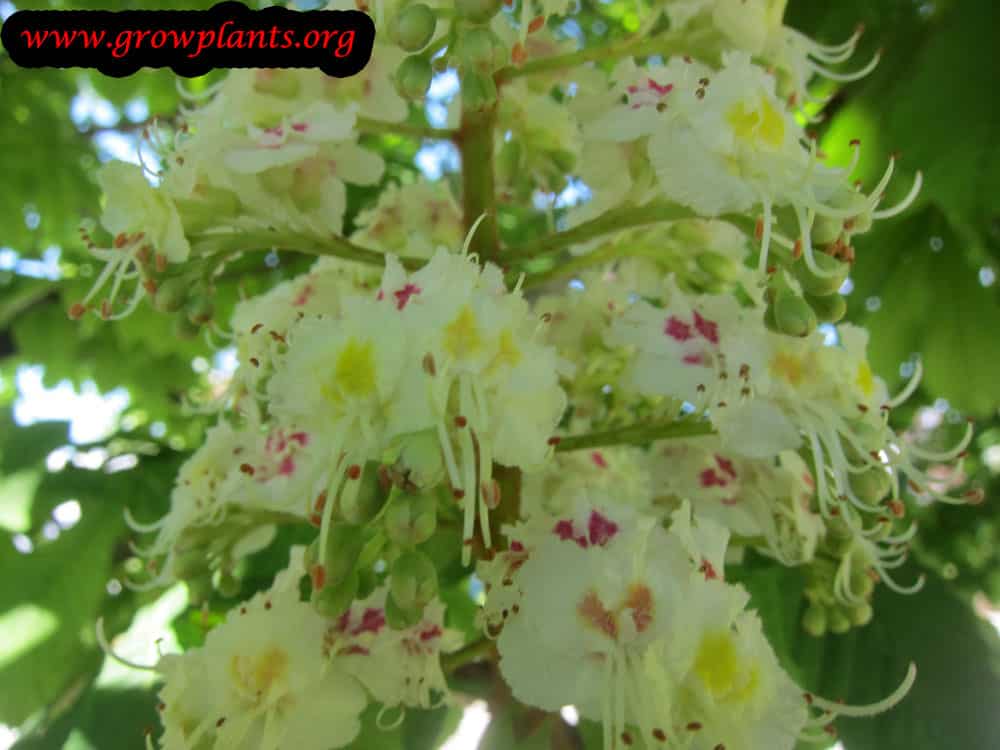 Horse chestnut flower