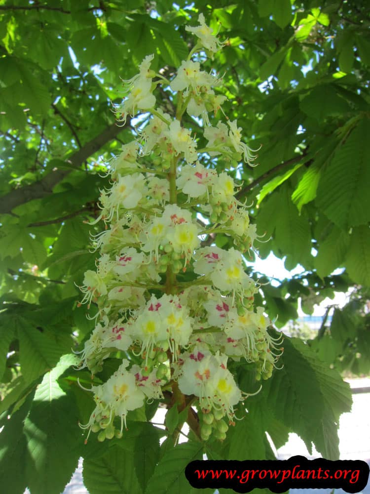 Horse chestnut flower beauty
