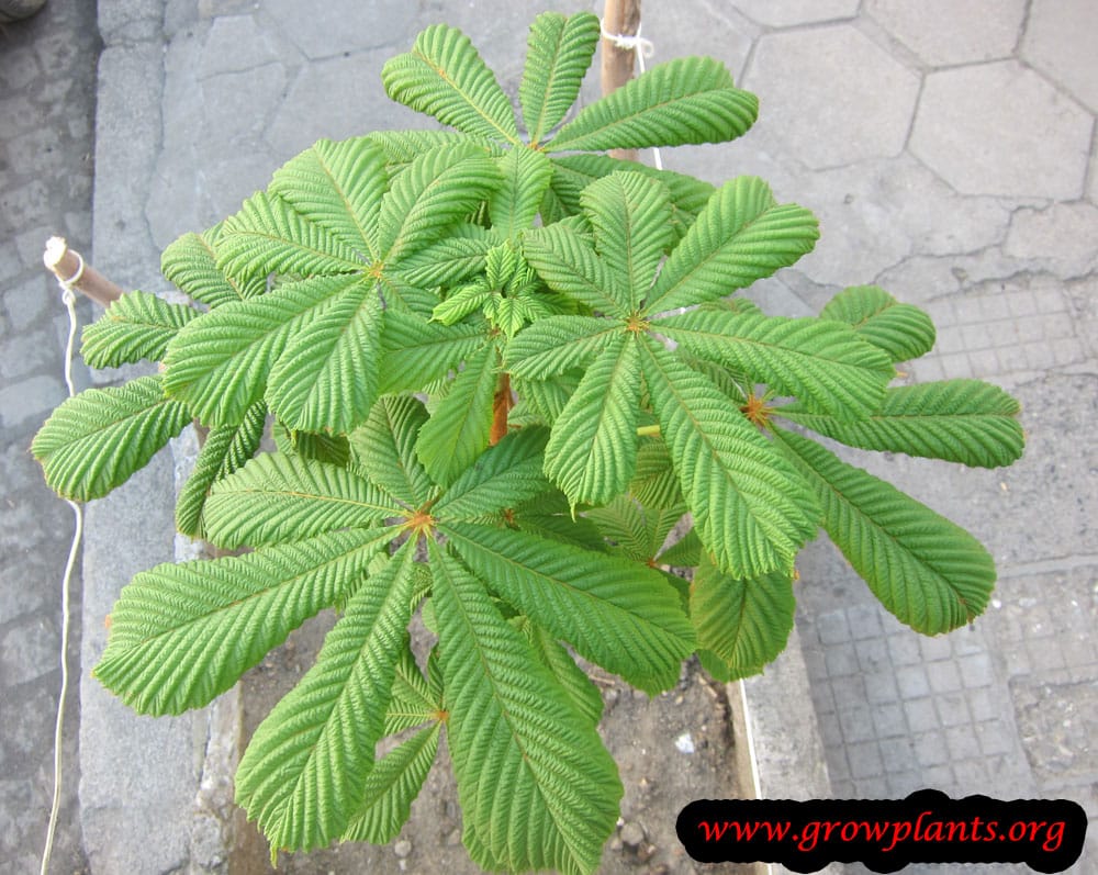 Growing Horse chestnut from seeds