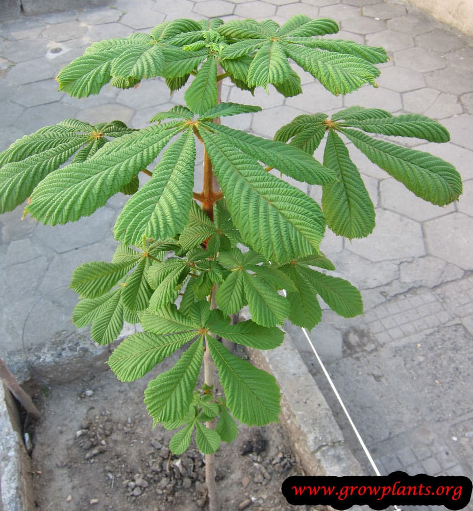 Horse chestnut from seeds