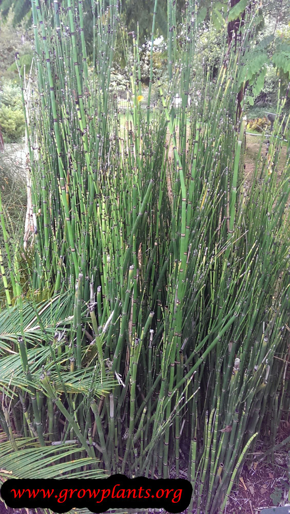 Horsetail plant