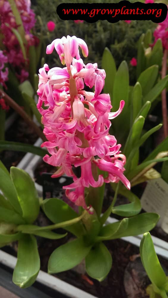 Hyacinth How to grow & care