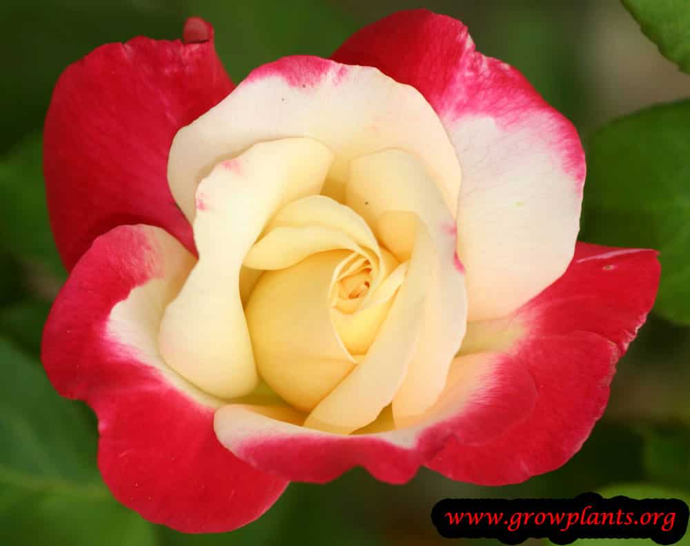 Hybrid tea rose Double Delight