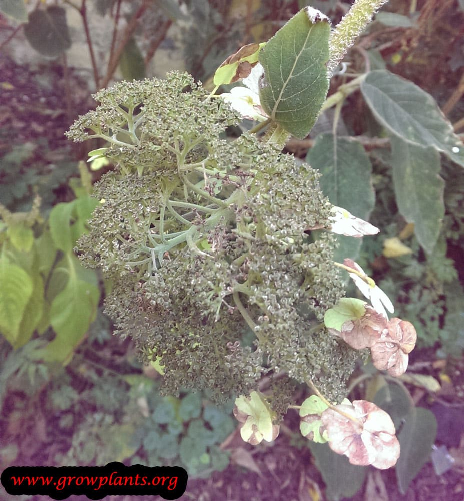 Hydrangea aspera