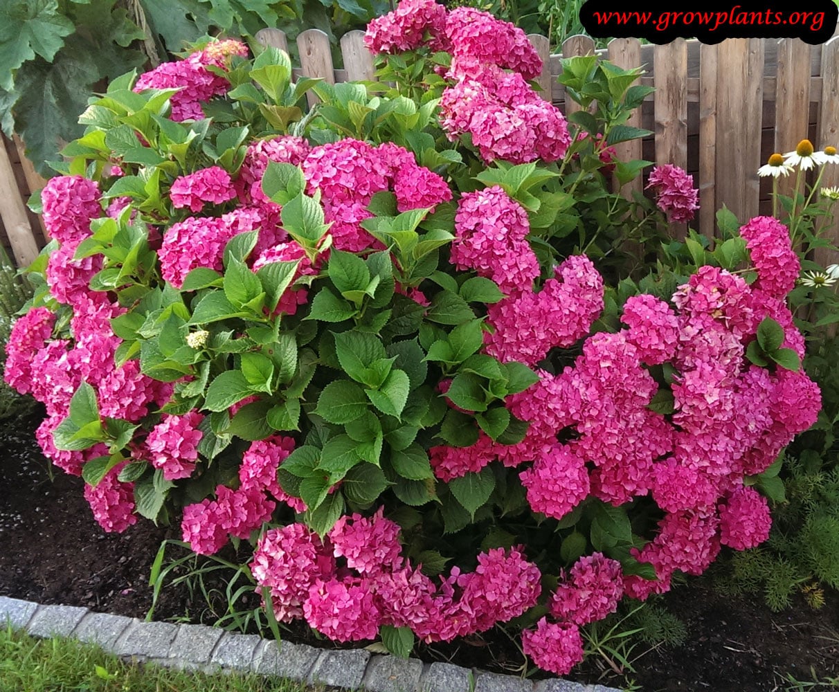 macrophylla hydrangea care plant hydrangia
