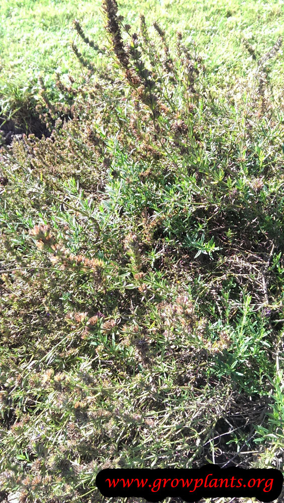 Hyssopus officinalis