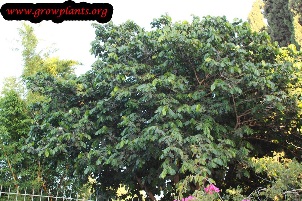 Ice cream bean tree