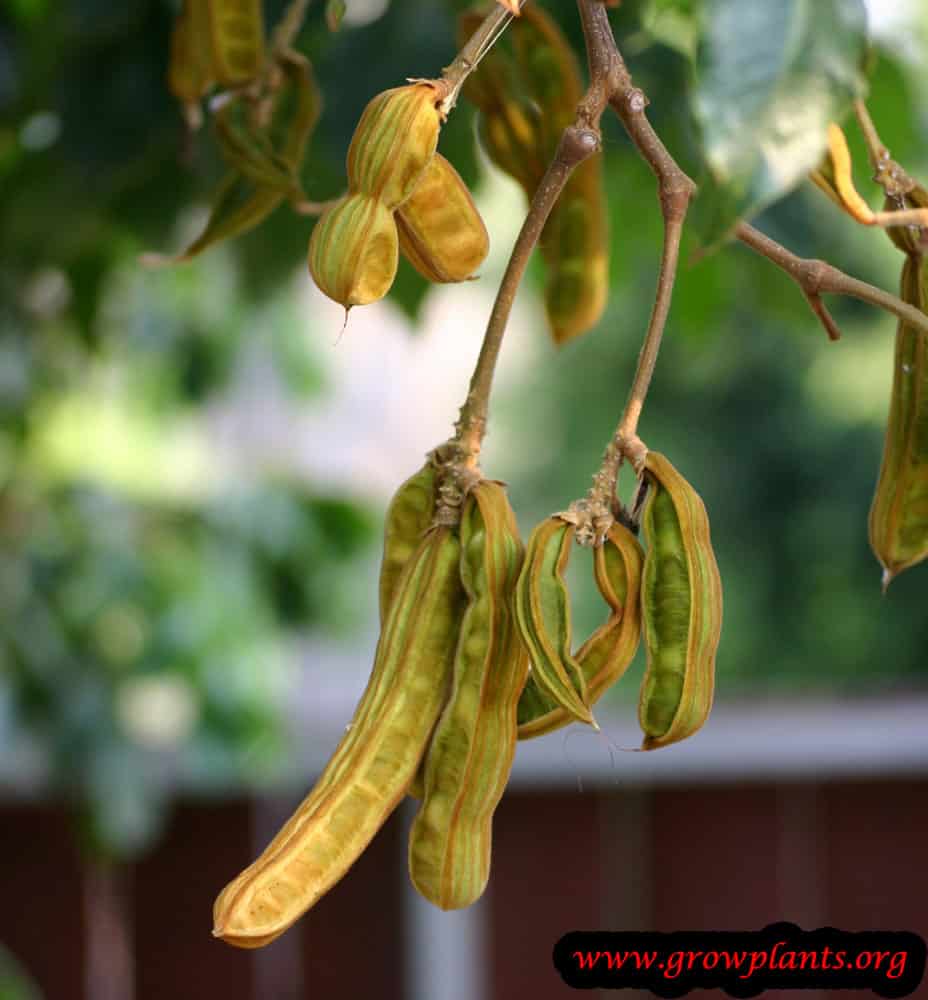 Ice cream bean pods