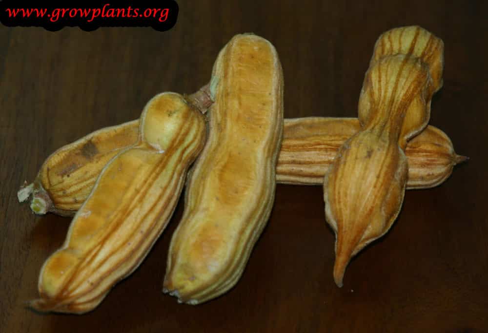 Harvesting Ice cream bean