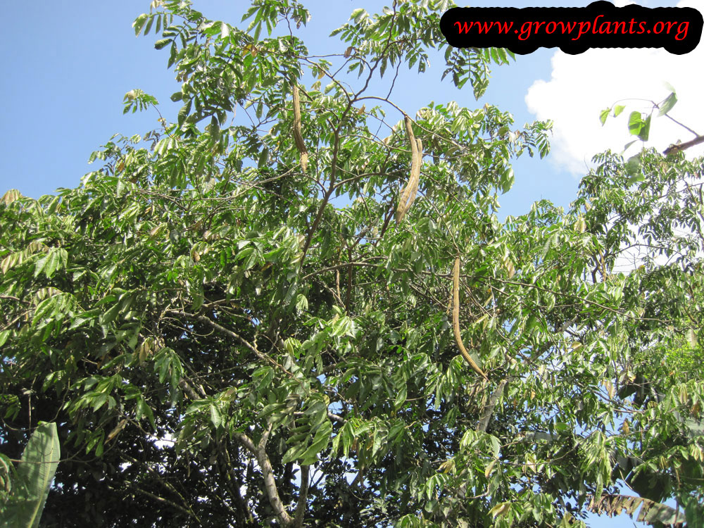 Ice cream bean plant grow and care
