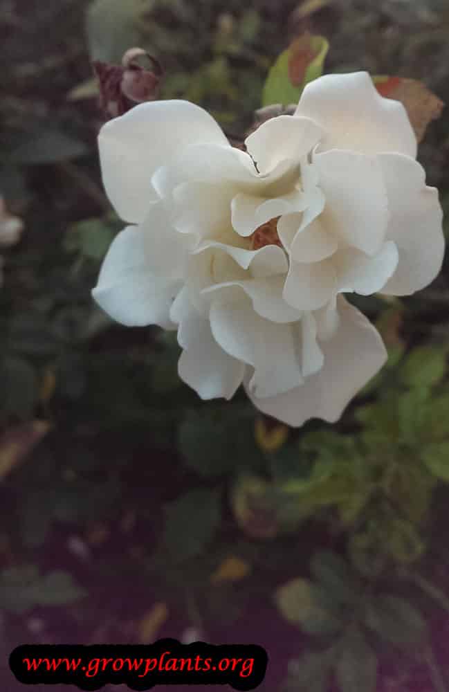 Iceberg rose
