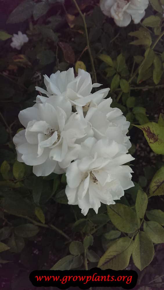Growing Iceberg rose