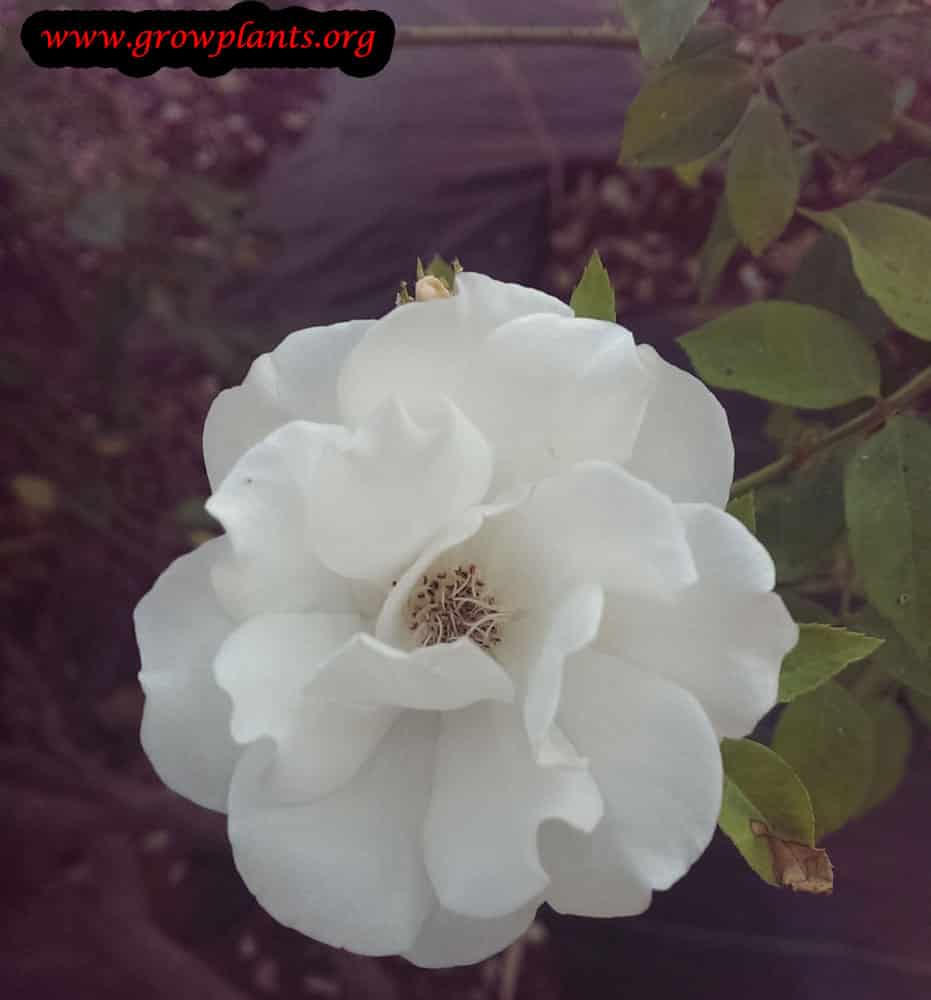 Iceberg rose plant care
