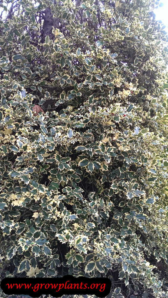 Ilex aquifolium silver queen
