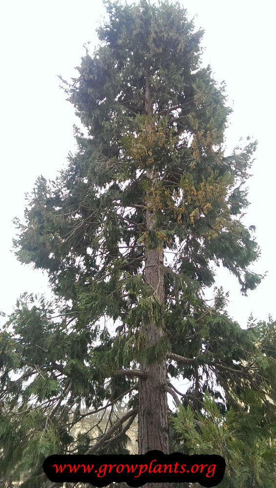 Incense cedar How to grow & care