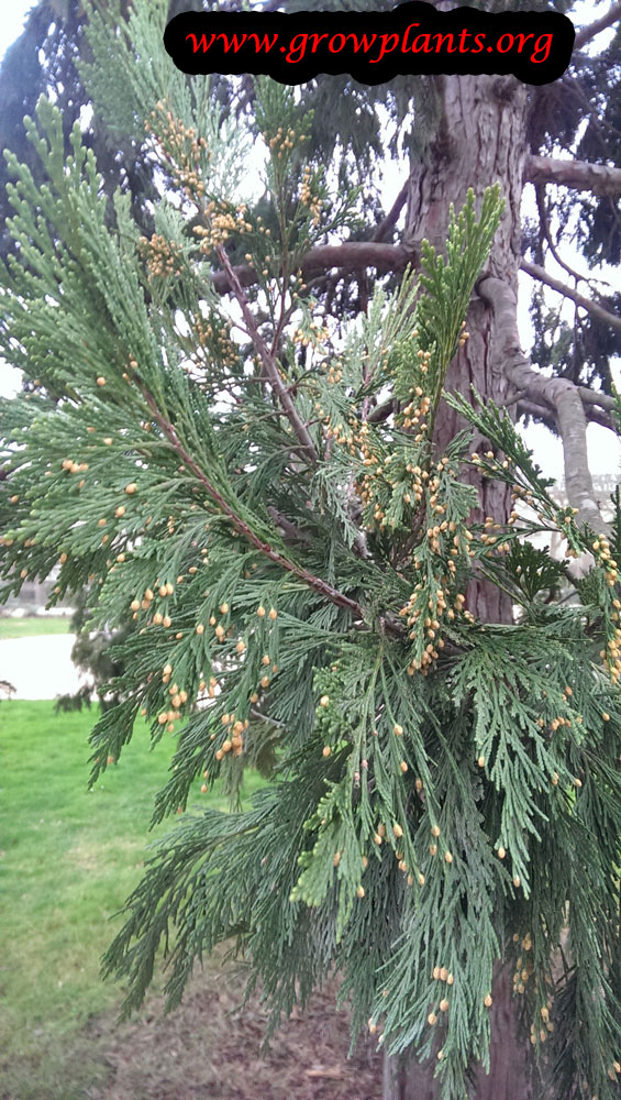 Incense cedar How to grow & care