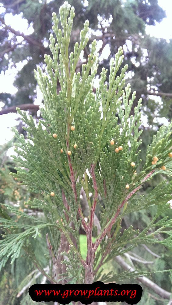 Incense cedar How to grow & care