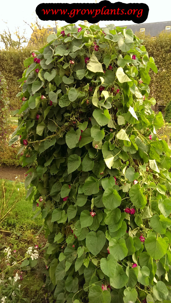 Ipomoea nil How to grow & care