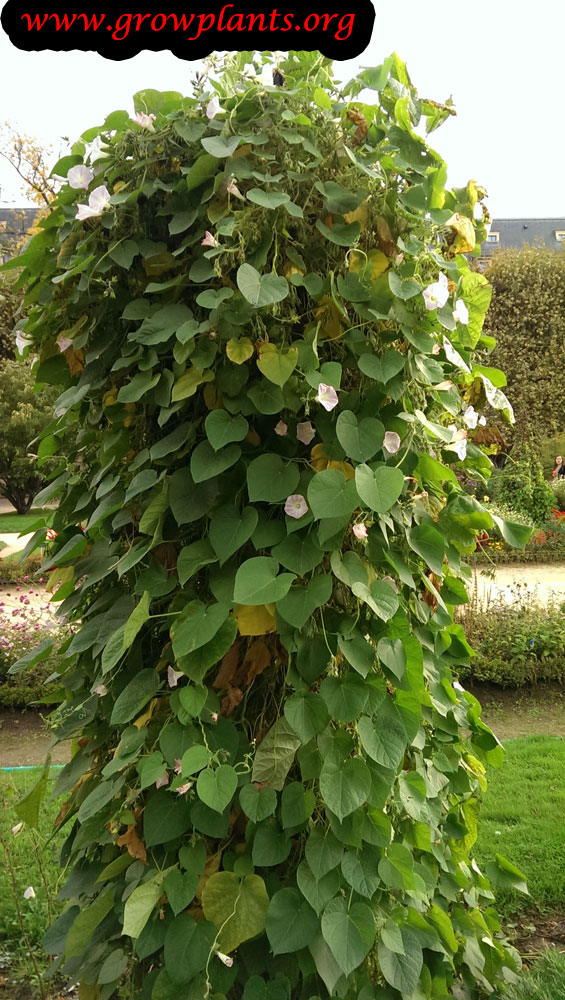Ipomoea purpurea plant care