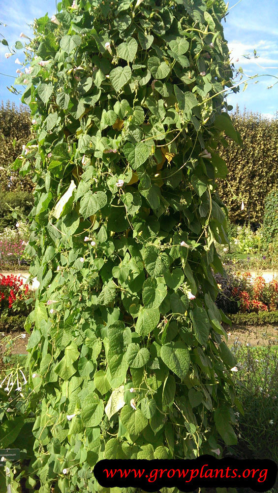 Ipomoea purpurea plant information