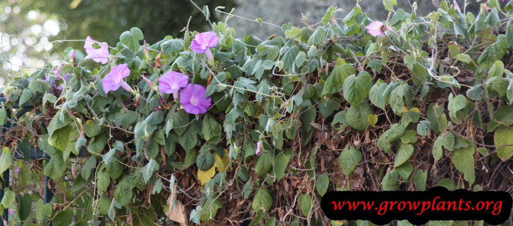 Ipomoea purpurea hedge plant