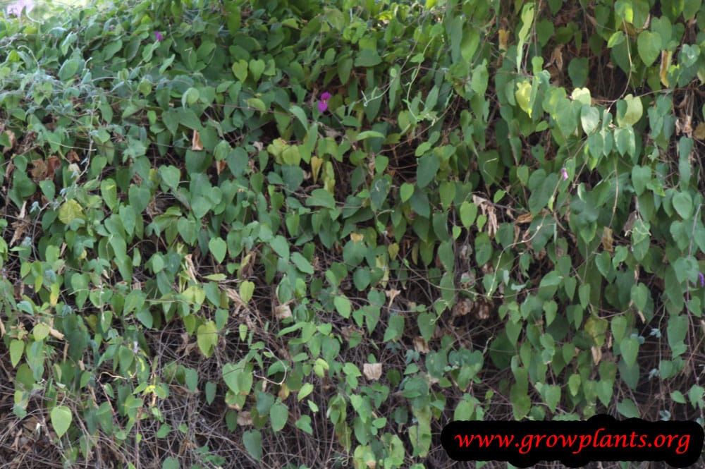 Ipomoea purpurea grow and care