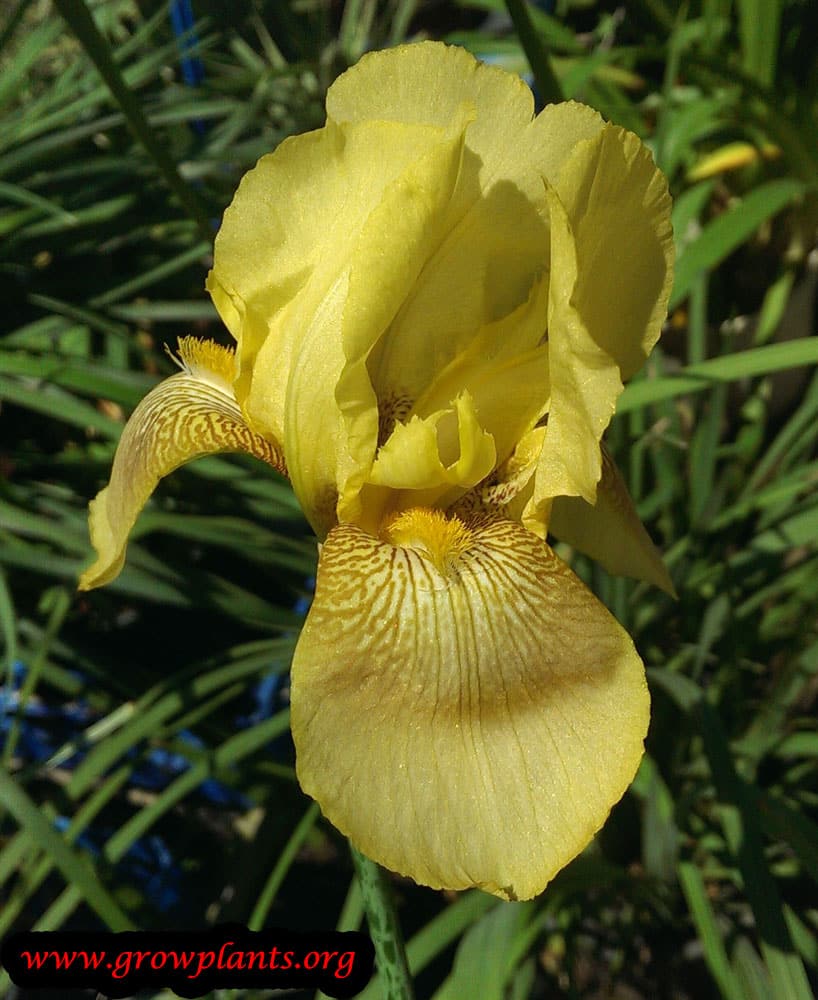 Iris germanica How to grow & care