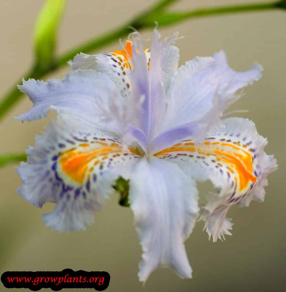 Iris japonica