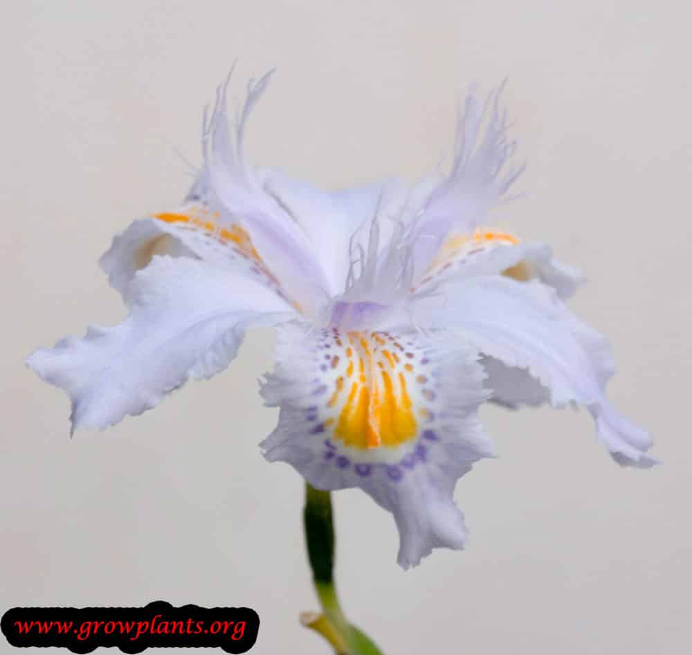 Iris japonica plant care