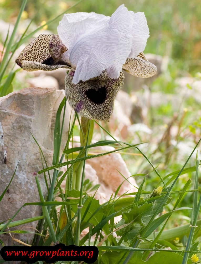 Iris oncocyclus plant