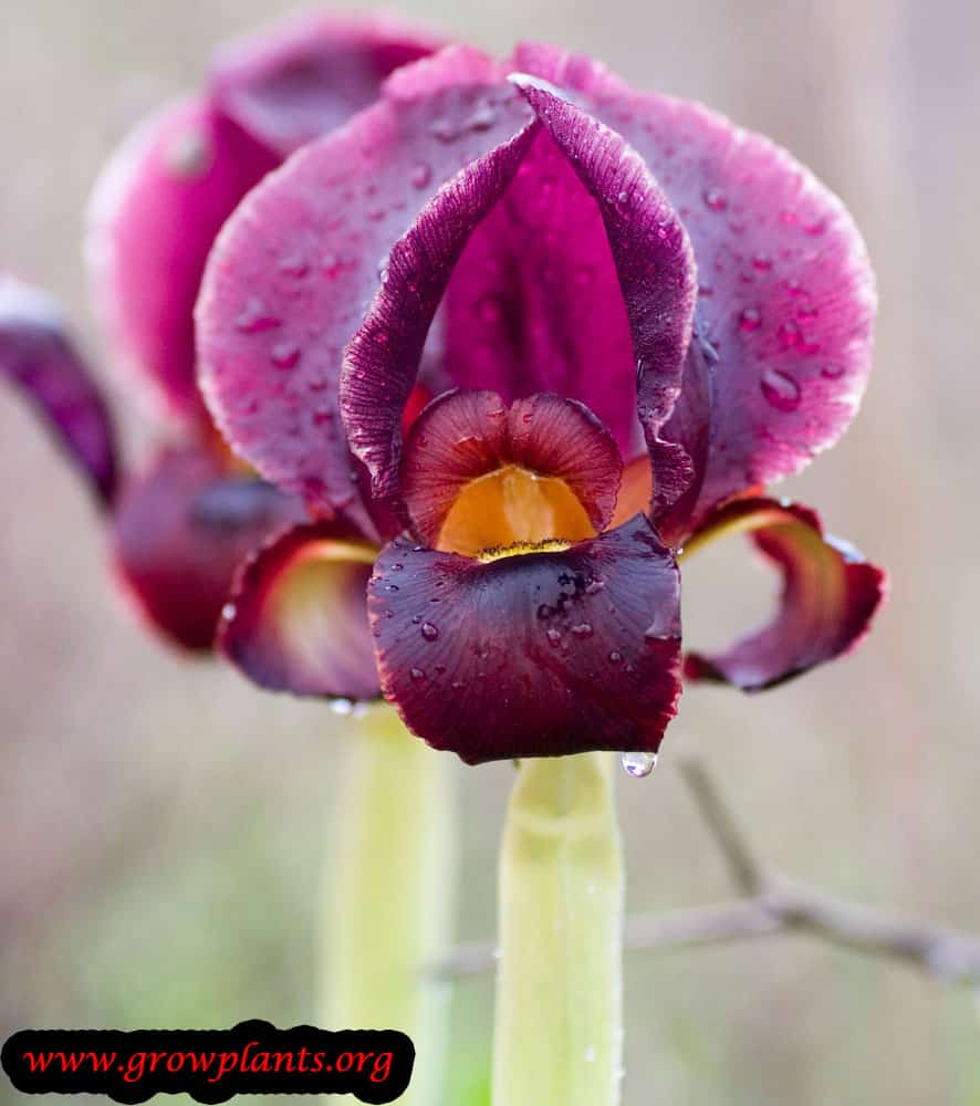Growing Iris oncocyclus