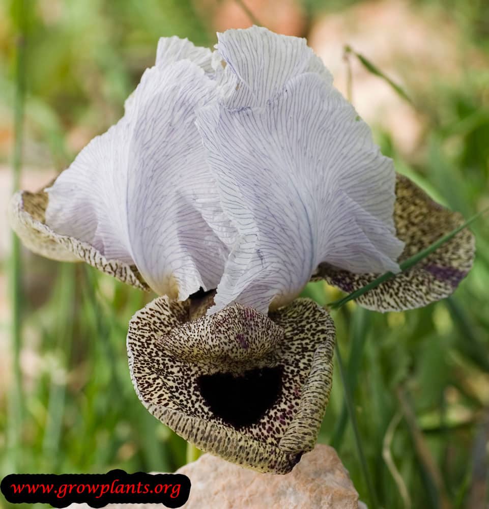 Iris oncocyclus care and grow